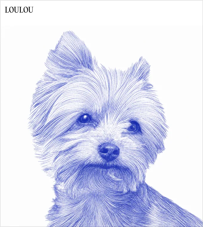 Loulou, the office dog (pen-sketch portrait)